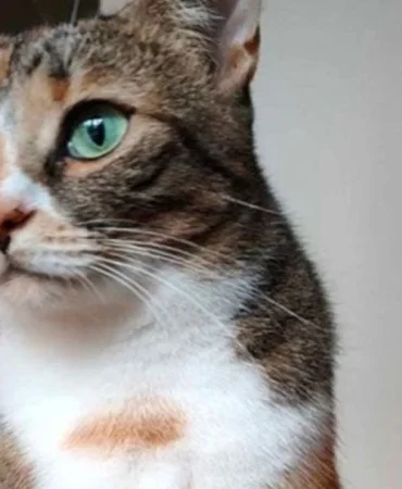 kedi-4.jpg